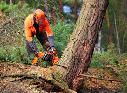 Trusted Lockhart, FL  Tree Services Experts