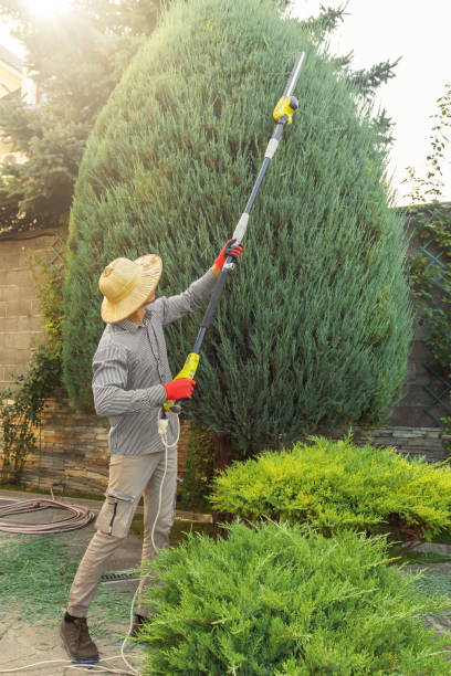 Tree and Shrub Care in Lockhart, FL